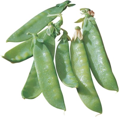 CYBEXIS XL-12 - Mammoth Melting Snow Pea - (300 Seeds) Seed(300 per packet)