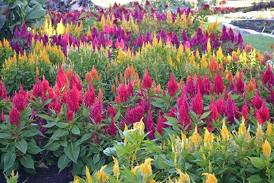 Aro Celosia Dwarf, Cockscomb Seed(80 per packet)