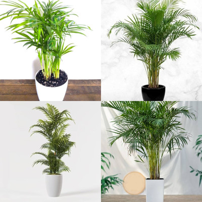 ibains Palm plant seeds biij 10 Seed(10 per packet)