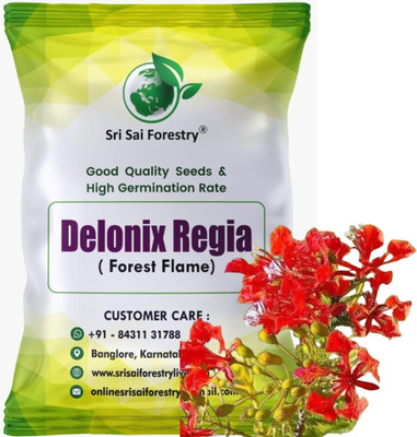 SRI SAI FORESTRY Gulmohar Red Delonix Regia Flower Tree Seed(100 per packet)