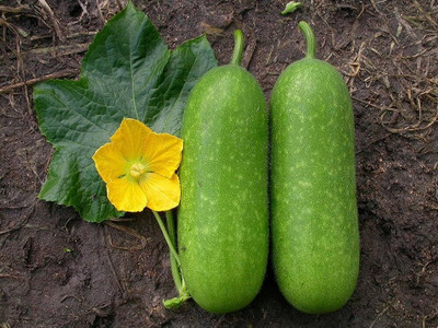 Cloud Farm ash gourd seeds for farming/Ash gourd seed 38 Seed(38 per packet)
