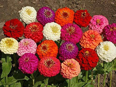 UGRA Lilliput Dwarf Zinnia Mix Seed(5 per packet)