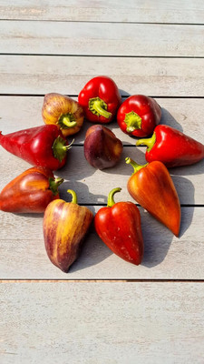 Biosnyg High Yield Violet Sparkle Sweet Pepper Seeds For Planting-(2000 Seeds) Seed(2000 per packet)