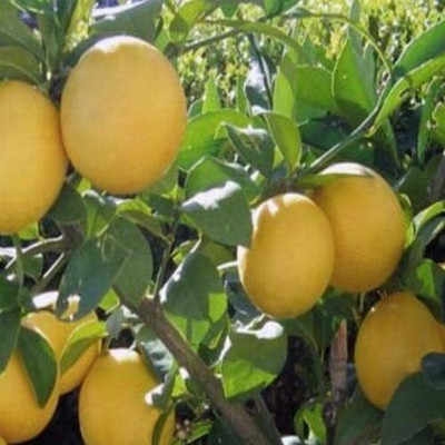 Aywal Hybrid Lemon Seed(22 per packet)