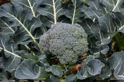 Qualtivate PUAS-7A Lieutenant Broccoli Seed Seed(300 per packet)