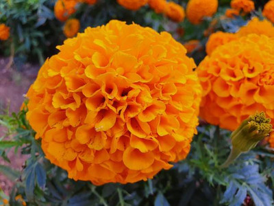 Shree Dev marigold/gende ka phool flower seeds Seed(50 per packet)