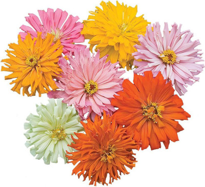 VibeX NDIR-68 - Cactus Flowered Mix Zinnia - (270 Seeds) Seed(270 per packet)
