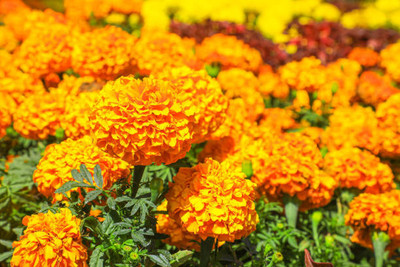 MSD marigold/gende ka phool flower seeds Seed(75 per packet)