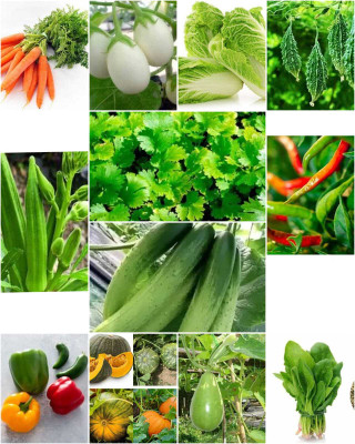 SEMINA VITA ™ 13 variety vegetable seeds combo pack Seed(282 per packet)