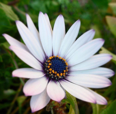 CYBEXIS NDIR-34 - Daisy White Mixed Plant - (60 Seeds) Seed(60 per packet)