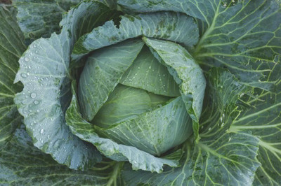 Quentova Green Cabbage Seed(100 per packet)