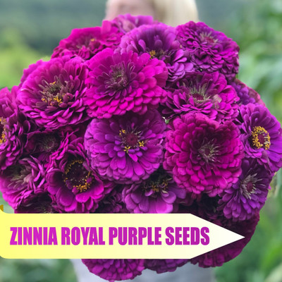 voorkoms Zinnia Royal Purple Flower Seed - Regal Beauty for Your Garden Seed(1 per packet)