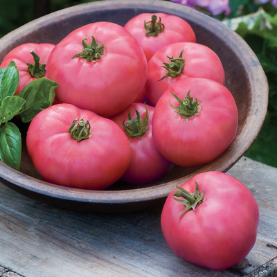 CYBEXIS F23Seeds of F1 Big Pink Tomato2000 Seeds Seed(2000 per packet)