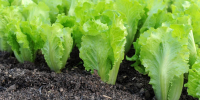 DEYS AGRO ™ lettuce seeds, salad patta seeds f1 hybrid, lettuce green vegetable seeds Seed(30 per packet)