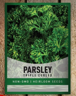 Qualtivate LX-151 Triple Curled Parsley Seeds Seed(500 per packet)