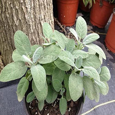 VibeX ® XLR-453 Sage (Salvia Officinalis) Seed(200 per packet)