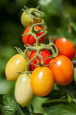 XOLDAA tomato Seed(110 per packet)