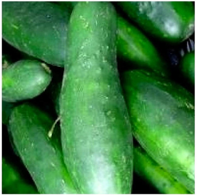Quentova Ashley Cucumber Seeds-VK-4X Seed(250 per packet)