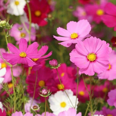 Epazo Double Click Cranberries' Seeds. Cosmos Cranberries Seed(60 per packet)