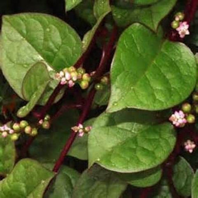 WILLVINE XLR-376 Malabar Red Vine Spinach Seed(500 per packet)