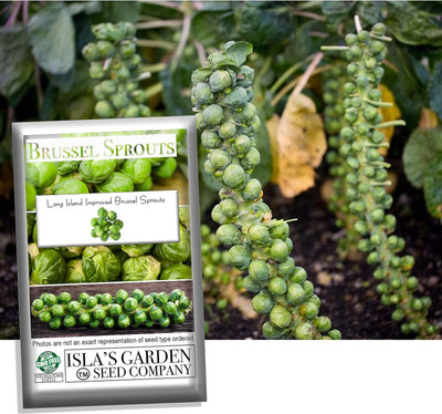 WILLVINE AMR -XIII Long Island Improved Brussels Sprout Seeds [1g] Seed(300 per packet)