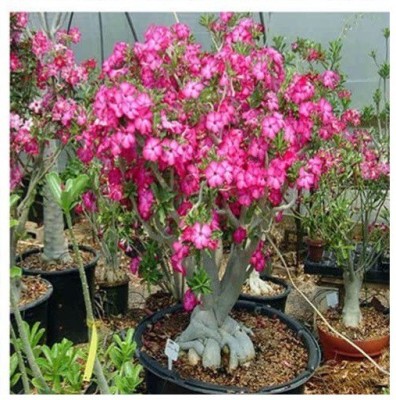 CYBEXIS TLX-58 - Single Layer Flower Adenium Obesum - (315 Seeds) Seed(315 per packet)