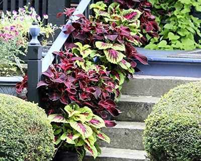 Qualtivate XL-19 Coleus Plants Seeds Seed(100 per packet)