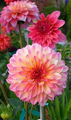 CYBEXIS VXI-87 - Rare Mix Dahlia Flower - Easy to Grow - (540 Seeds) Seed(540 per packet)