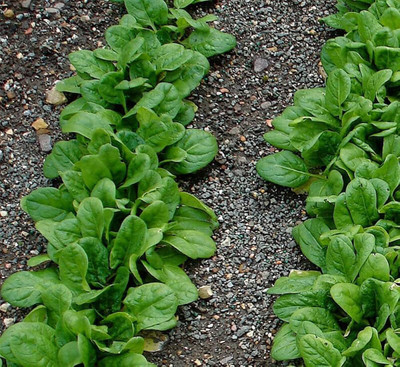 ibains Organic palak seeds spinach vegetable pack of 79 Seed(610 per packet)