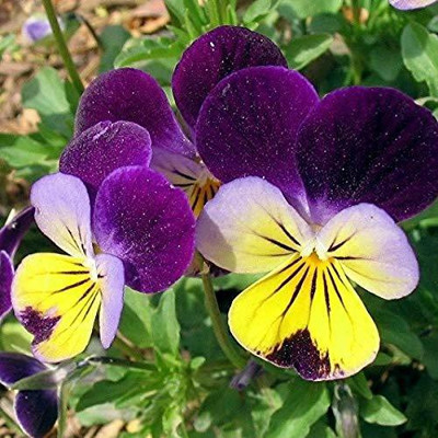 CYBEXIS Pansy, Viola Johny Jump Up Flowering Seeds Seed(50 per packet)