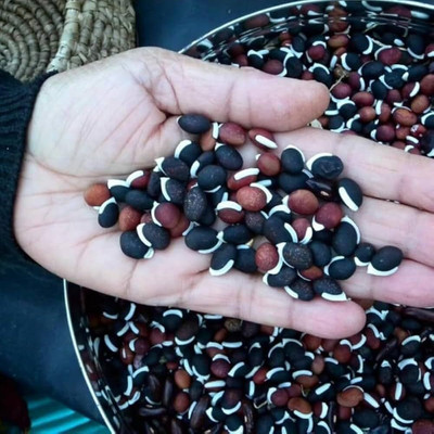 EDEN OF EARTH SEM BEANS SEEDS, SEM SEEDS Seed(20 per packet)