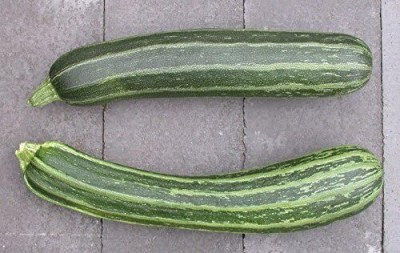 Qualtivate PUA5-A COCOZELLE SQUASH Italian Zucchini Seed(30 per packet)