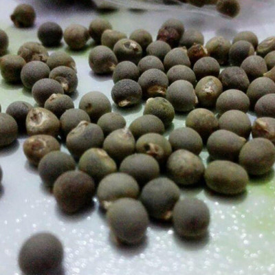 KNESSiN Red Okra Seed(1250 per packet)