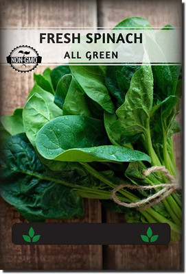 Qualtivate GBPT-3A Desi Palak Spinach Seeds Seed(300 per packet)