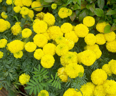 MaliaGarden marigold/gende ka phool flower seeds Seed(50 per packet)