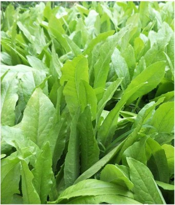 Qualtivate HYB-1A Chinese Lettuce Mak Choi Yu Mai Tsai Seed(300 per packet)