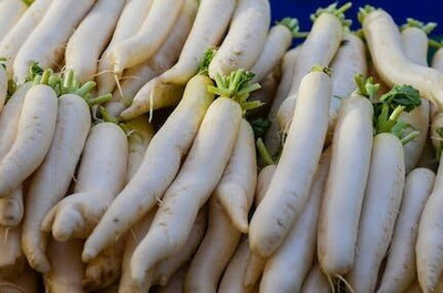 Qualtivate PUAS-6A Radish Japanese Minowase Seed(300 per packet)
