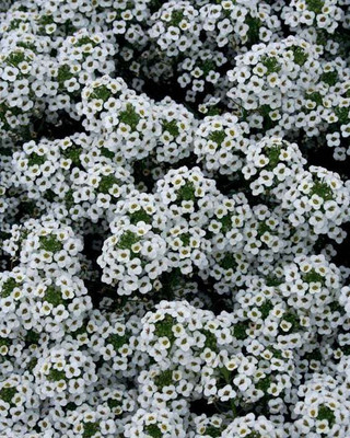 Avysa Snow Princess Alyssum Seed(50 per packet)