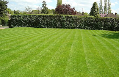 GREENSEA Bermuda Grass, Lawn grass, Doob Grass Seed(7500 per packet)