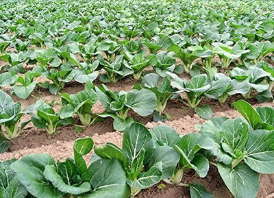 WILLVINE PUAS -X Pak Choi Bok Choy Chinese Cabbage [5g] Seed(1500 per packet)
