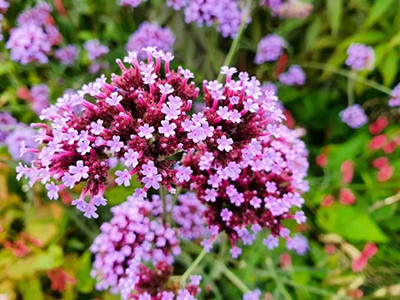 Aywal Verbena Special Mix Seed(20 per packet)