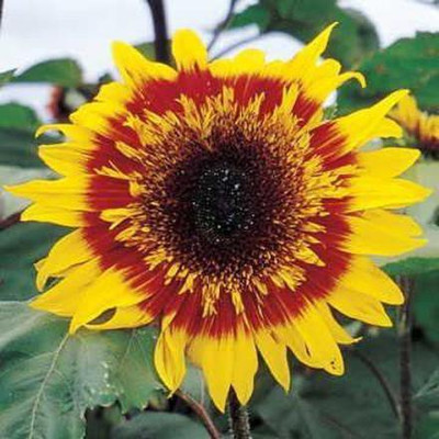 CYBEXIS PUAS-43 - The Joker Sunflower Red and Yellow - (1350 Seeds) Seed(1350 per packet)