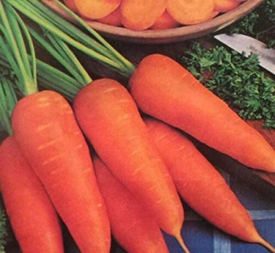 TRICONE Red Carrot Vegetable Hybrid Seeds Gardening Plant 500 Seeds V18 Seed(500 per packet)