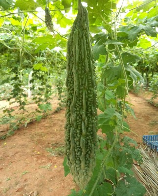 Qualtivate GXL-6AT High Growth Hybrid Bitter Gourd (Karela) Seed(50 per packet)