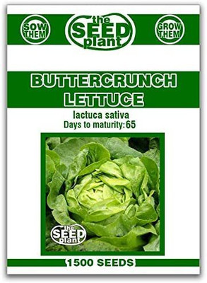CYBEXIS LXI-56 - Buttercrunch Lettuce - (1350 Seeds) Seed(1350 per packet)