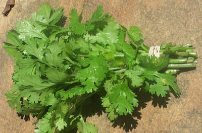 Mozette Parsley Vegetable Seed(26 per packet)