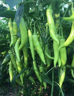 HYBRID chilli Seed(1 per packet)
