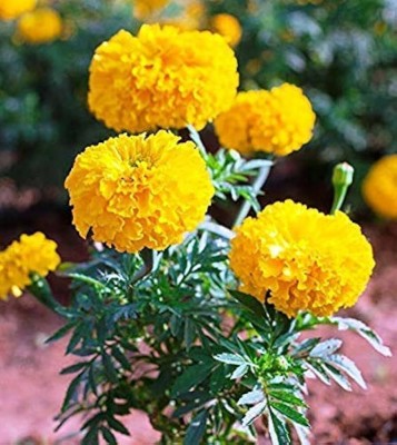 ibains Red marigold flower seeds Seed(77 per packet)