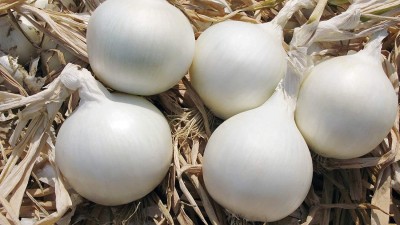 VibeX LXI-5 - Onion White Queen Giant - (4500 Seeds) Seed(4500 per packet)