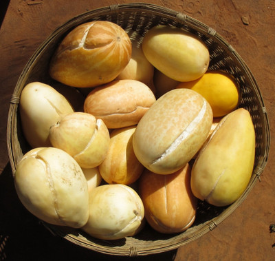 UGRA Snap Melon Momordica / Phut Seed(50 per packet)